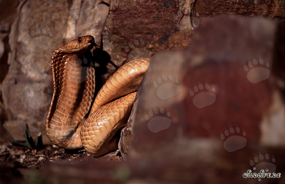 Cape Cobra in the rocky landscape of the Western Cape