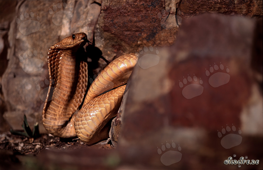 Cobra del Cabo en el paisaje rocoso del Cabo Occidental