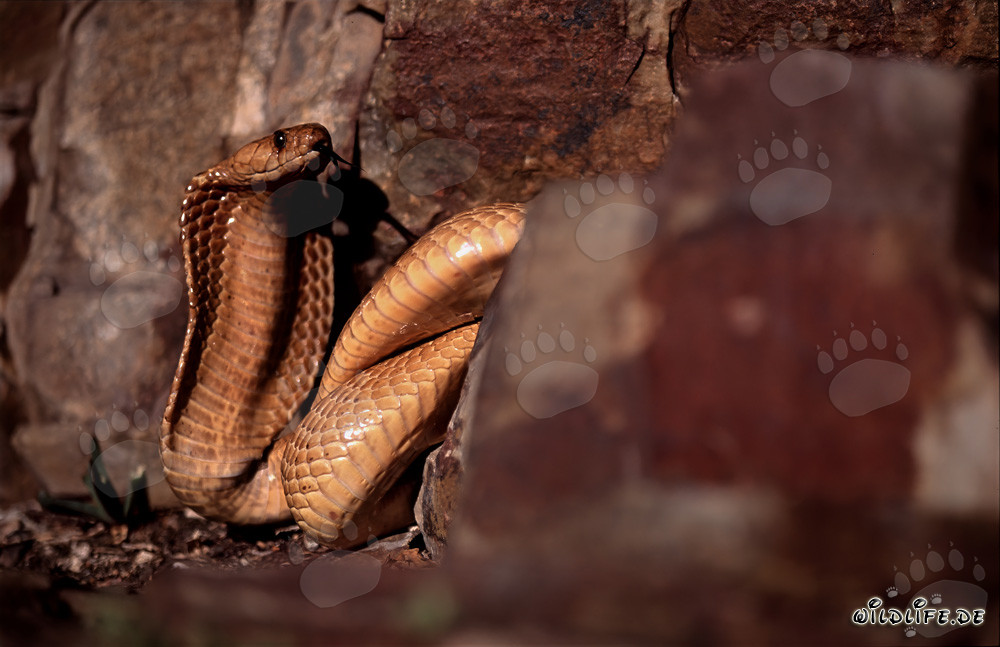 Cobras du Cap dans le paysage rocheux du Cap occidental