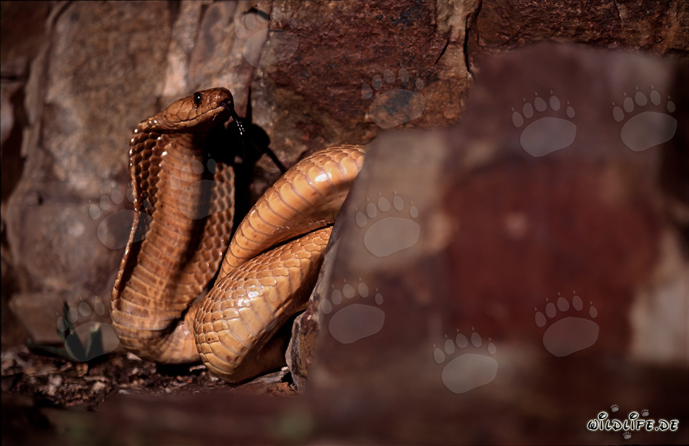 Fascinating Cape Cobra between colorful rocks