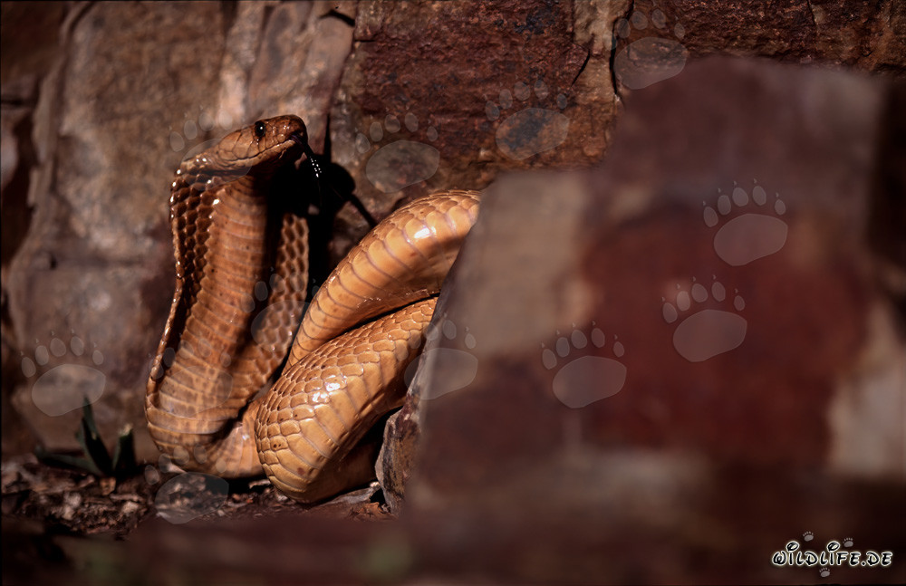 Cobra del Cabo fascinante entre coloridas rocas