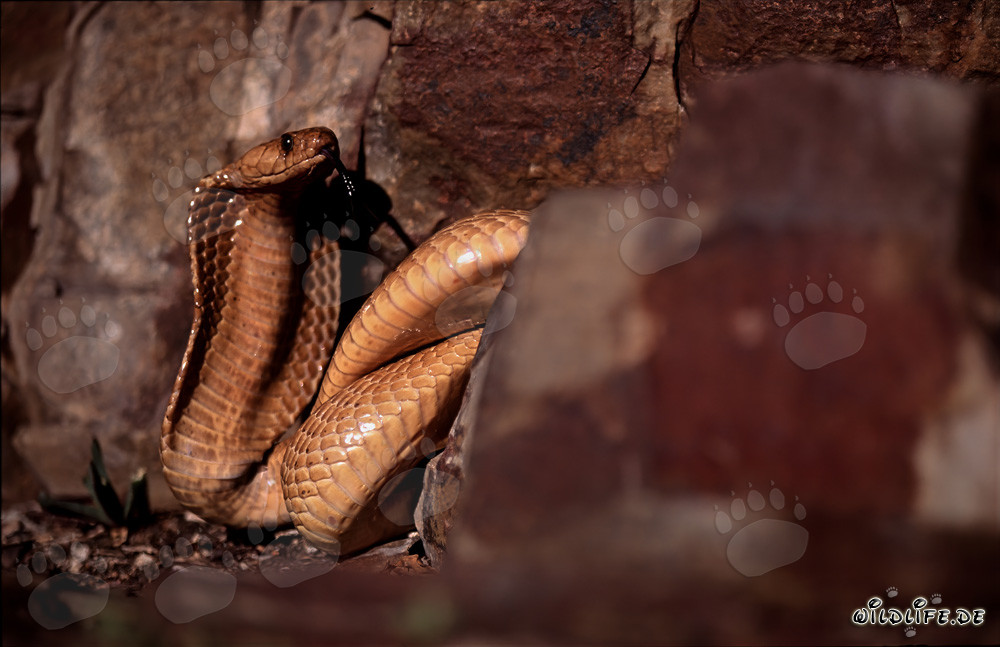 Cobra del Capo affascinante tra rocce colorate