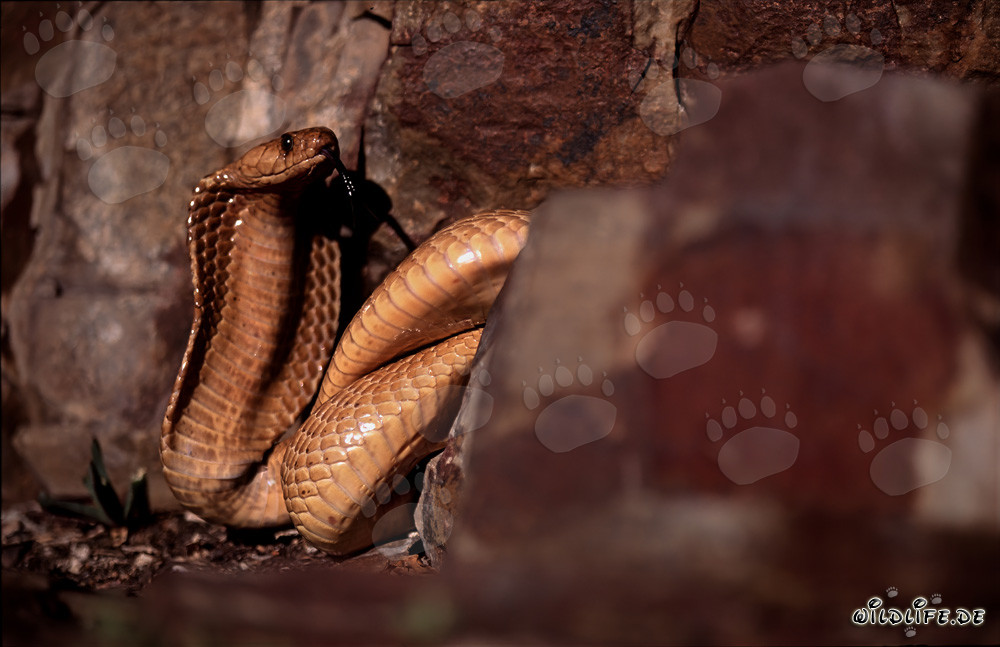 Cobra du Cap fascinante entre des rochers colorés