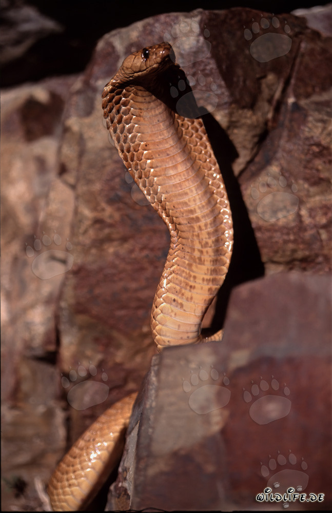 Impressive Threat Display: Cape Cobra Spreads its Hood