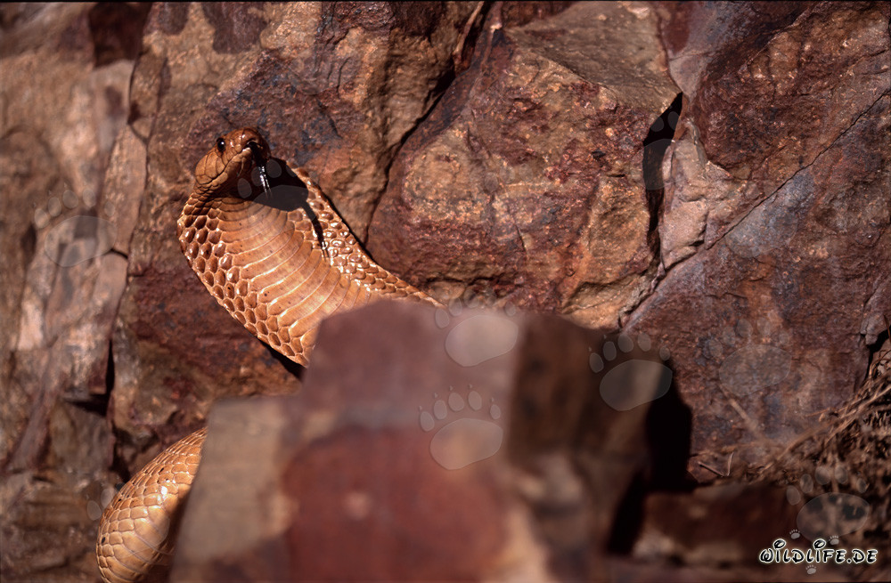 Bellissimo cobra del Capo nelle montagne di Gansbaai