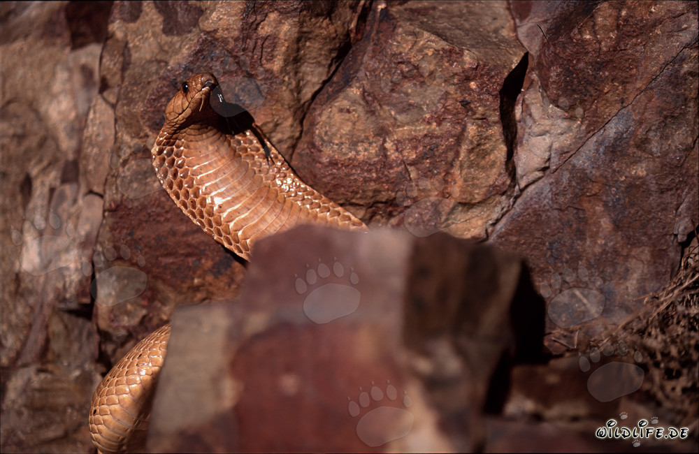 Cape Cobra - Dangerous Beauty of the Overberg Fynbos