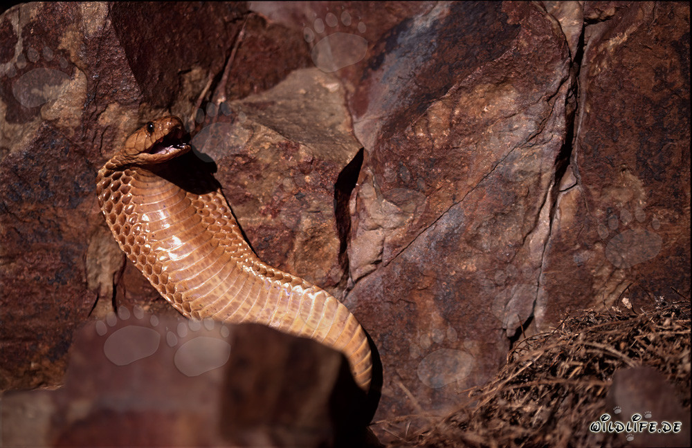 The captivating Cape Cobra - a dangerous beauty from South Africa