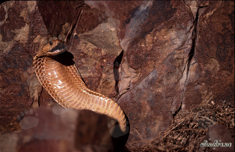 La fascinante cobra de El Cabo - una belleza peligrosa de Sudáfrica