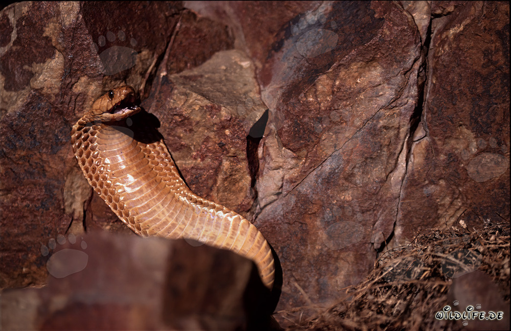 Il affascinante cobra del Capo - una bellezza pericolosa del Sudafrica