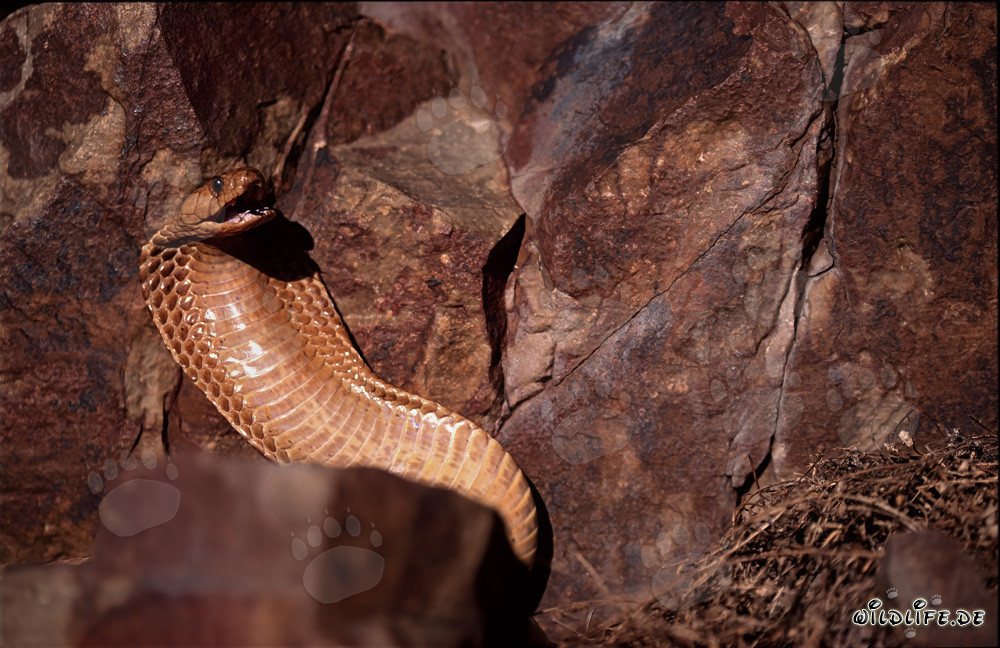 Le fascinant cobra du Cap - une beauté dangereuse d'Afrique du Sud