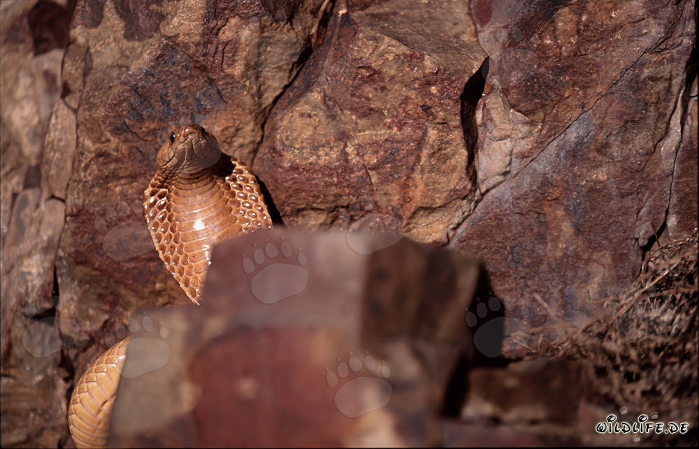 Kapkobra - Serpent venimeux majestueux dans les montagnes de Gansbaai