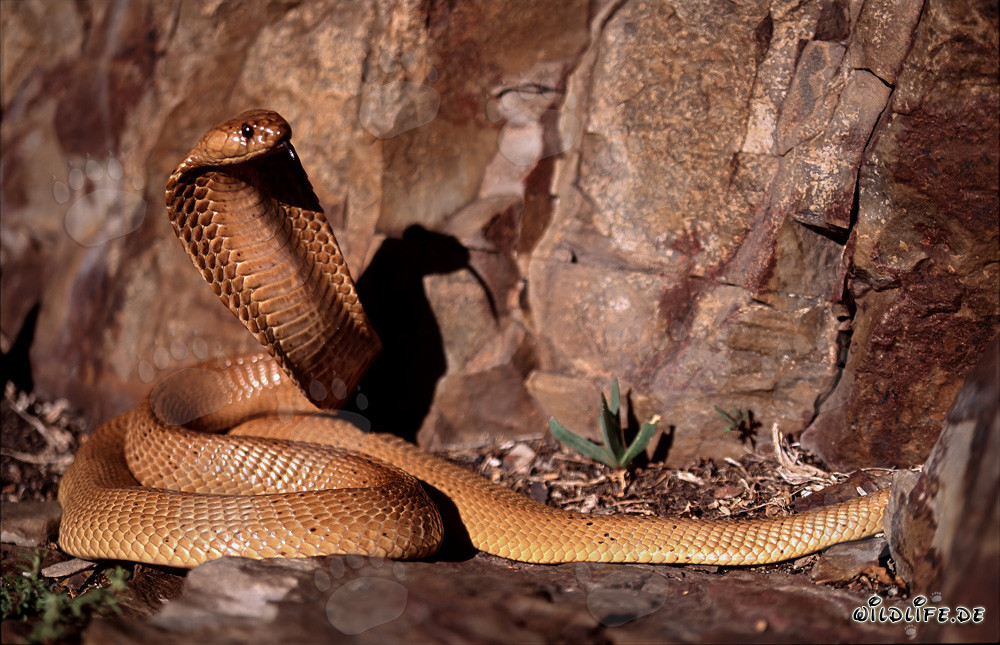 Ejemplar de la cobra del Cabo: Fascinante serpiente venenosa del Fynbos de Overberg