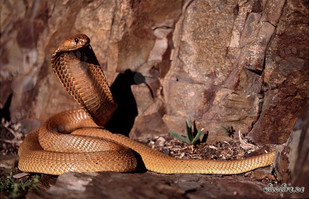 Esemplare del cobra del Capo: Affascinante serpente velenoso del Fynbos di Overberg