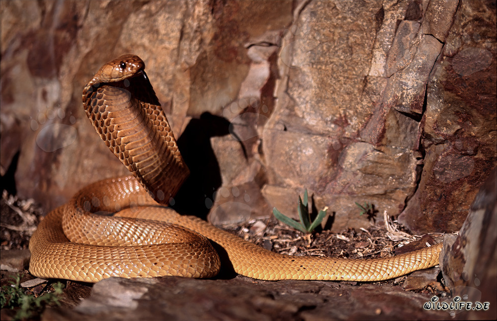 Exemplaire de la cobra du Cap : Fascinante couleuvre venimeuse du Fynbos d'Overberg