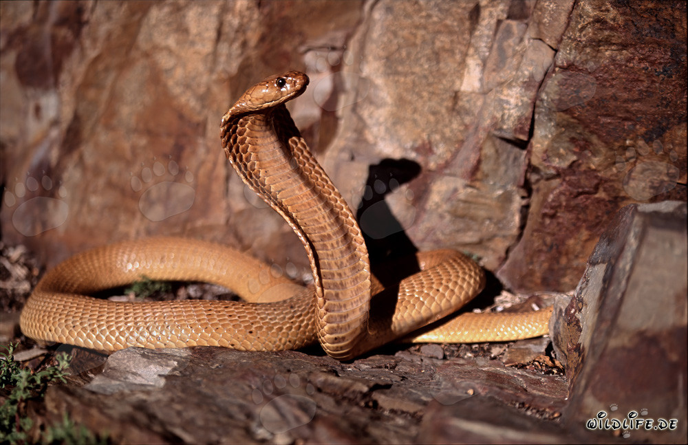 The Dangerous Beauty of the Cape Cobra