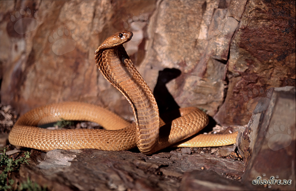 La peligrosa belleza de la cobra del Cabo