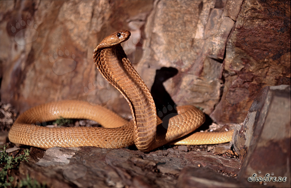La pericolosa bellezza del cobra del Capo