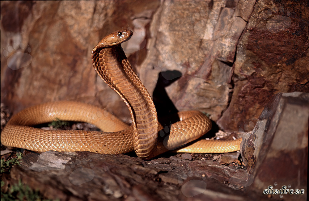 Fascinating Cape Cobra in the sunny Fynbos