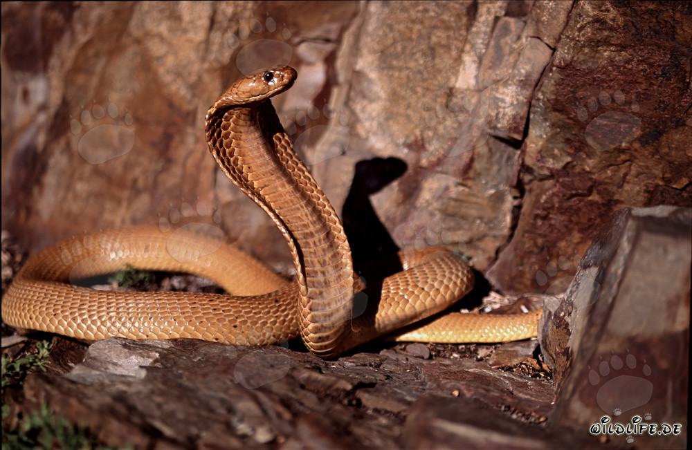 Cobra del Cabo fascinante en el soleado Fynbos