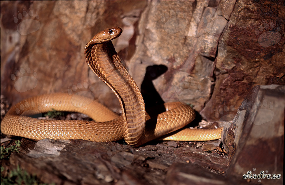 Cobra del Capo affascinante nel soleggiato Fynbos