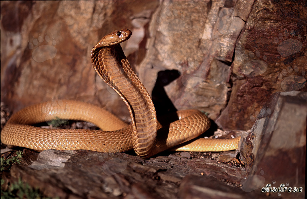 Cobra du Cap fascinante dans le Fynbos ensoleillé