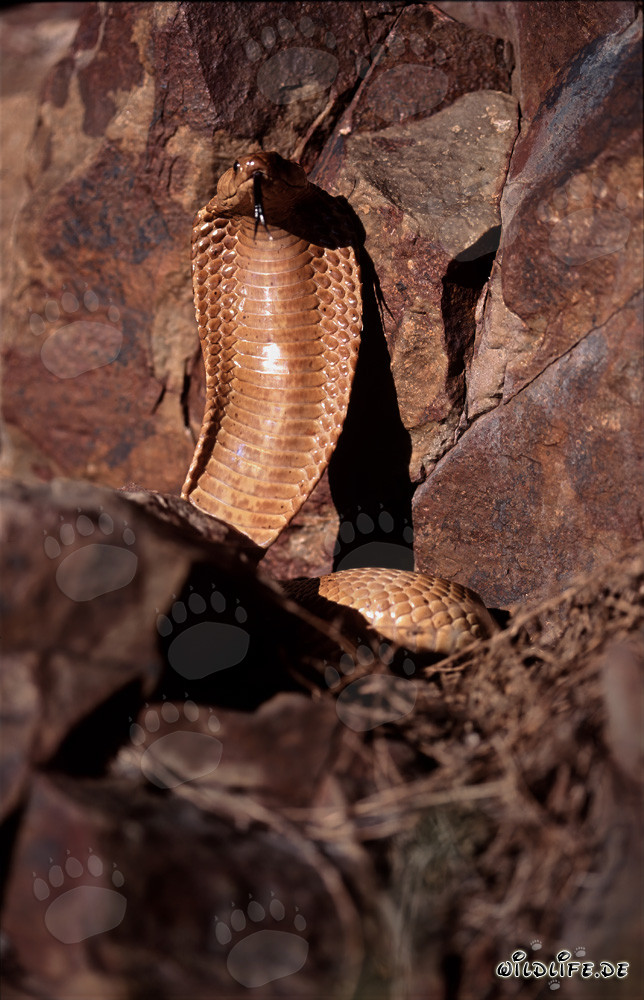Impressive Cape Cobra spreading its hood