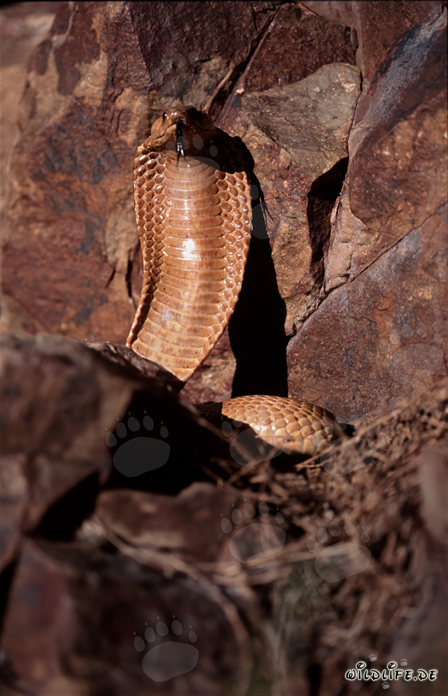 Impresionante Cobra del Cabo despliega su capucha