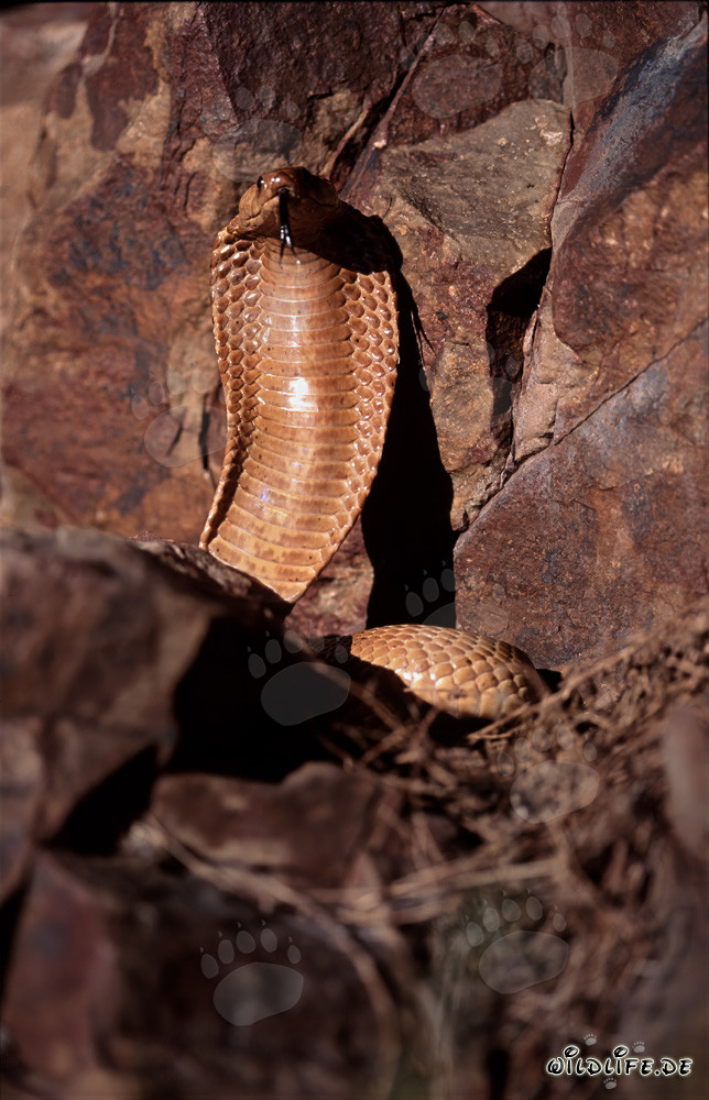 Imponente Cobra del Capo spiega il suo cappuccio
