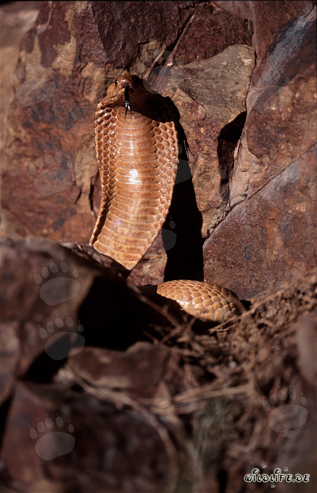 Impressionnant Cobra du Cap déploie sa capuche