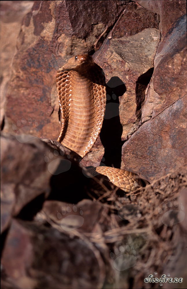 Imponente Cobra del Cabo en un entorno rocoso