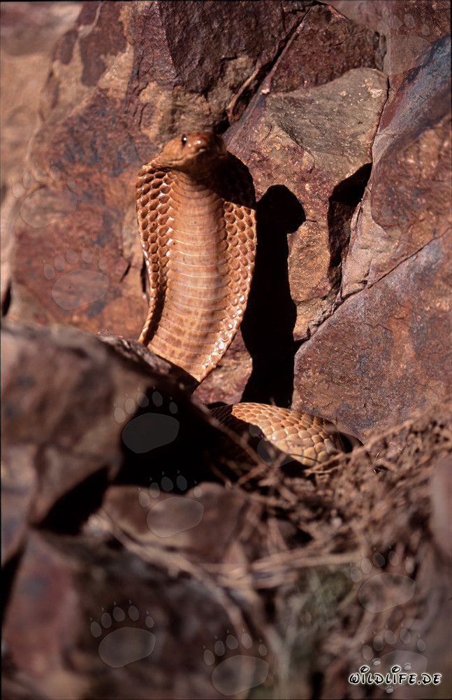 Imponente Cobra del Capo in un ambiente roccioso
