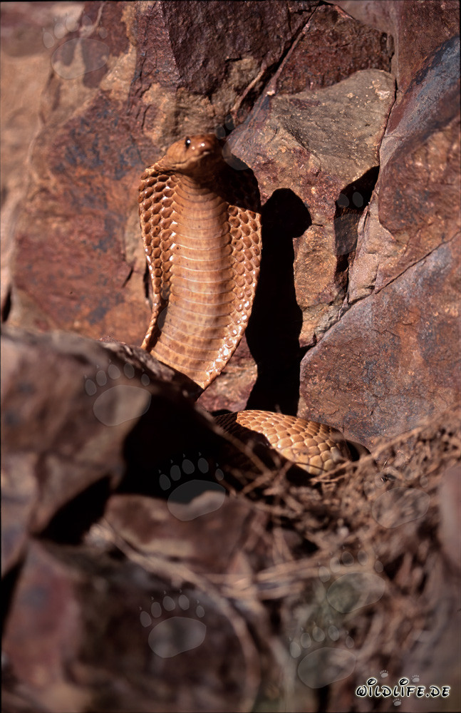 Cobra du Cap imposante dans un environnement rocheux