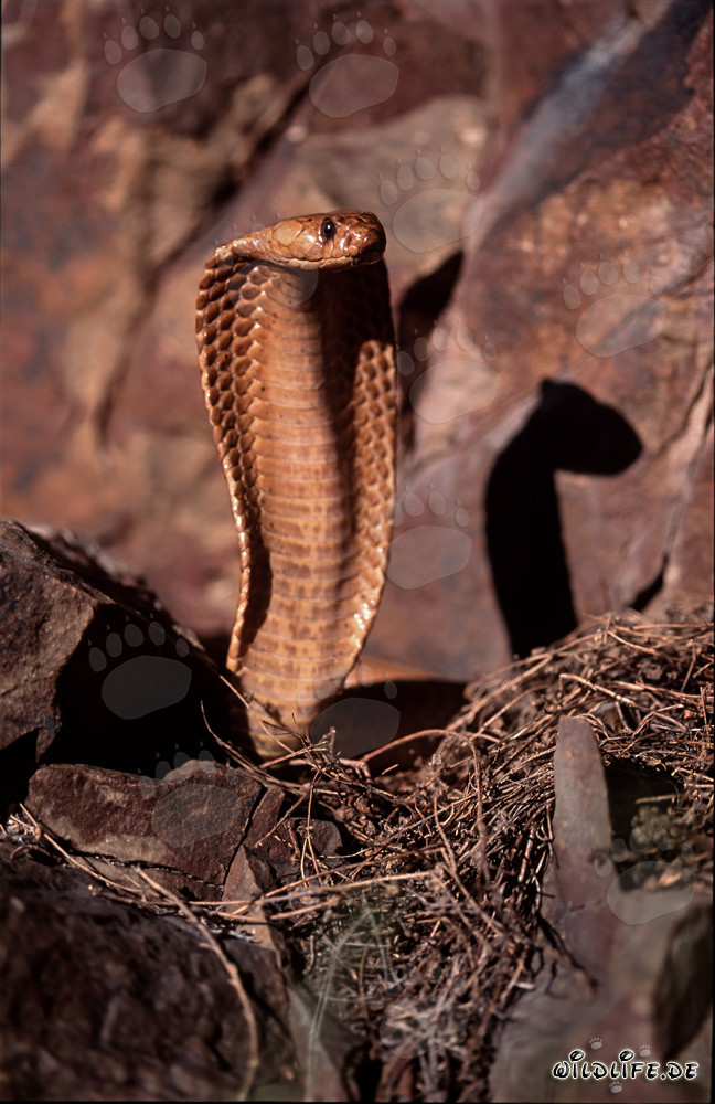 Cape Cobra: A fascinating and dangerous beauty