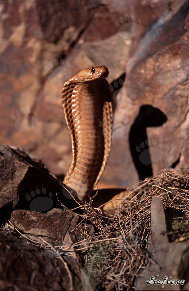 Fascinating Cape Cobra in the Gansbaai Mountains