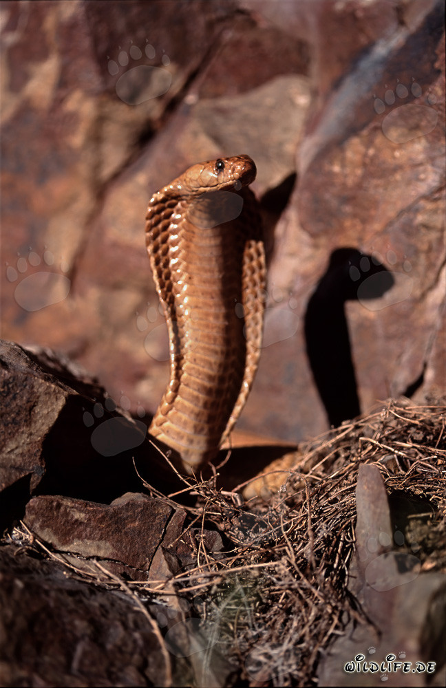 Fascinante Cobra del Cabo en las montañas de Gansbaai