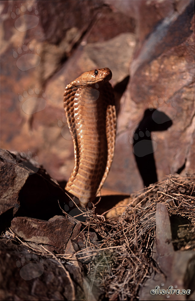Affascinante Cobra del Capo nelle montagne di Gansbaai