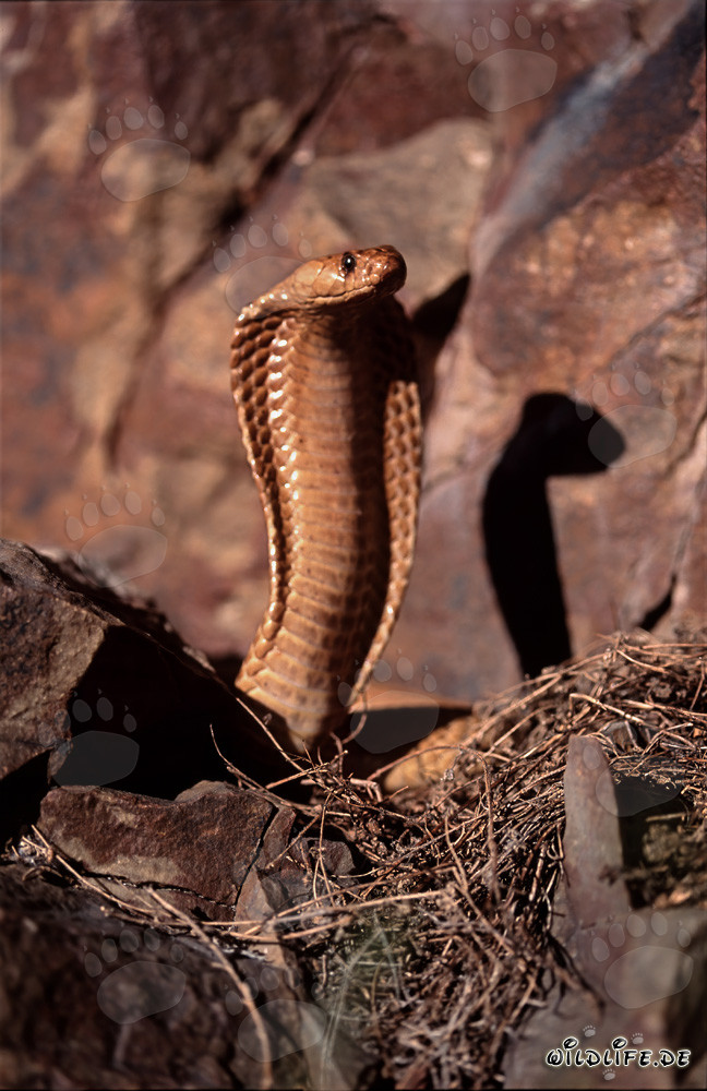 Faszinierende Kapkobra in den Gansbaai Mountains