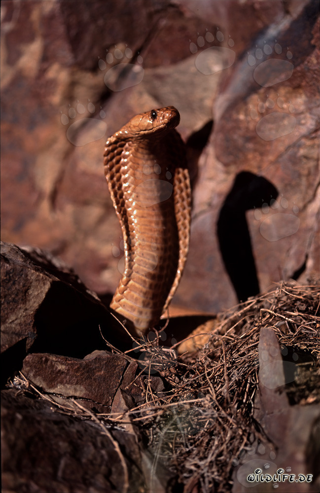 Fascinating Cape Cobra in the Gansbaai Mountains