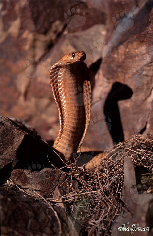 Cobra del Cabo fascinante en las montañas de Gansbaai