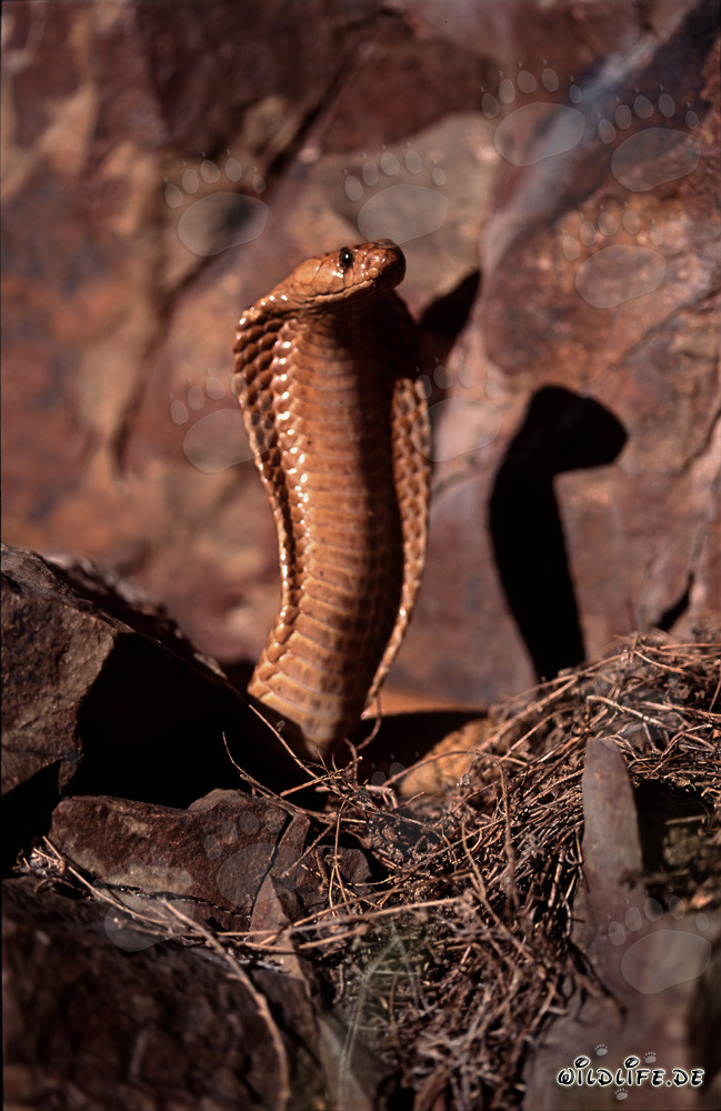Affascinante Cobra del Capo nelle montagne di Gansbaai