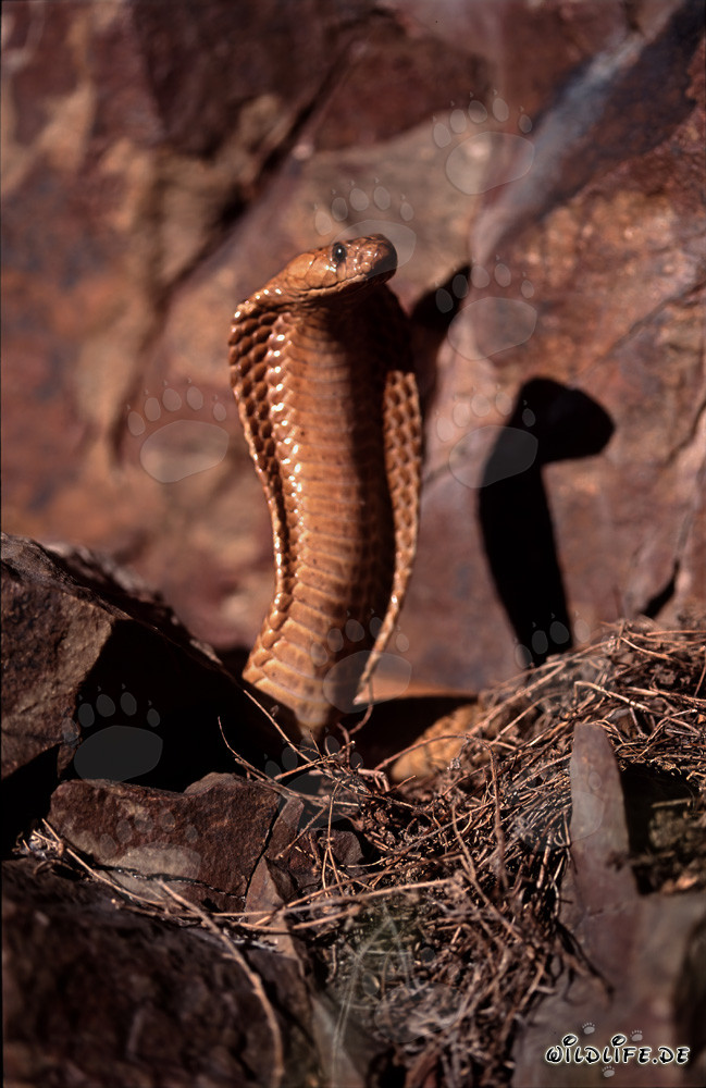 Cobra du Cap fascinante dans les montagnes de Gansbaai