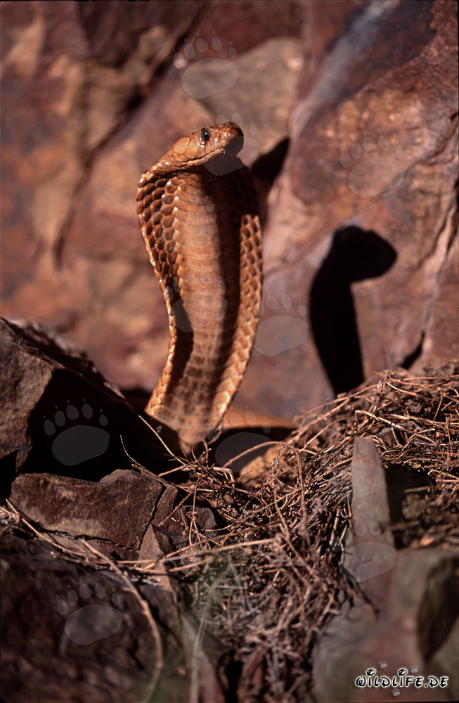 The Dangerous Beauty of the Cape Cobra