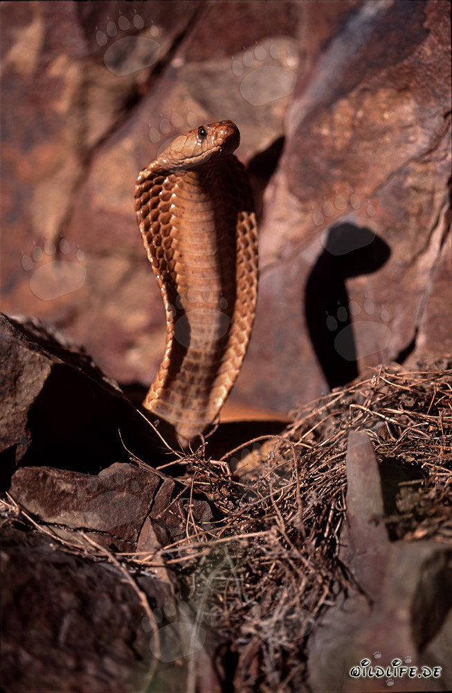 La peligrosa belleza de la cobra del Cabo