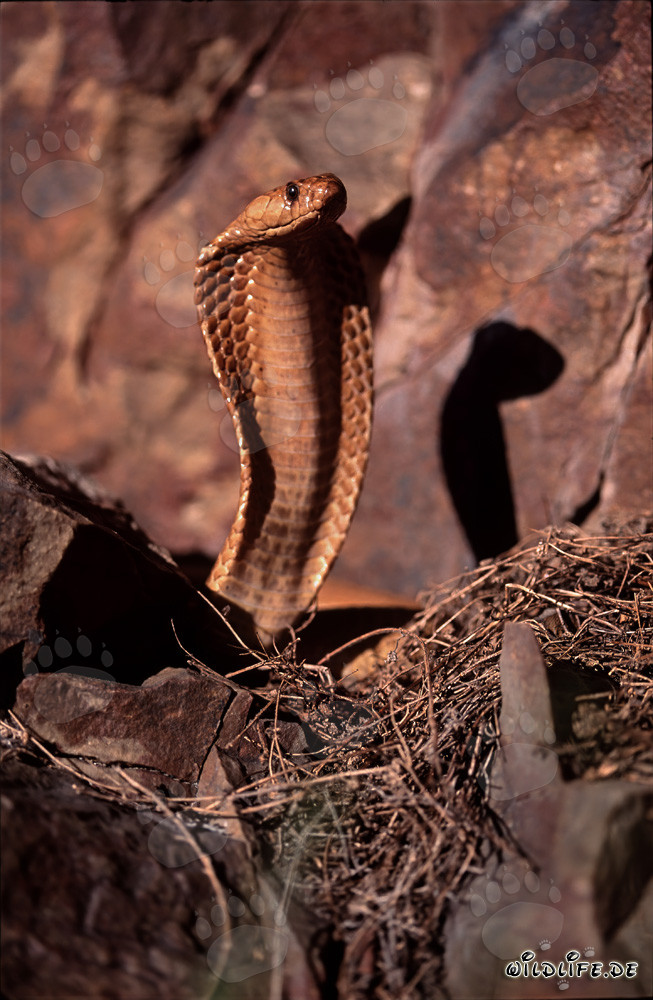La beauté dangereuse du cobra du Cap
