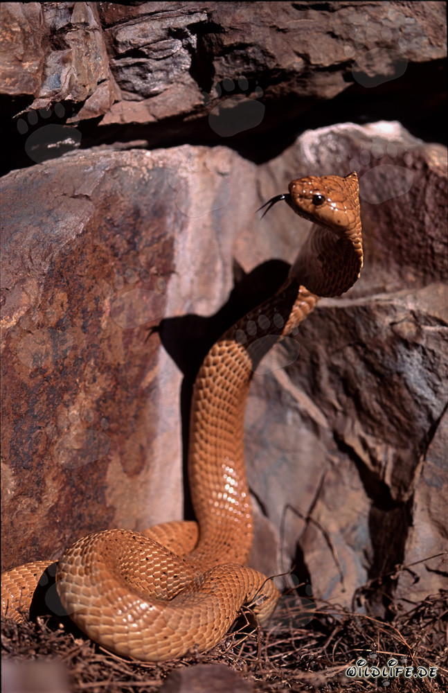 Fascinating Cape Cobra Observing Crevice in the Gansbaai Mountains