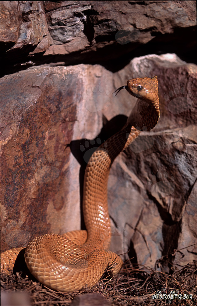 Fascinante cobra del Cabo observando una grieta en las montañas de Gansbaai