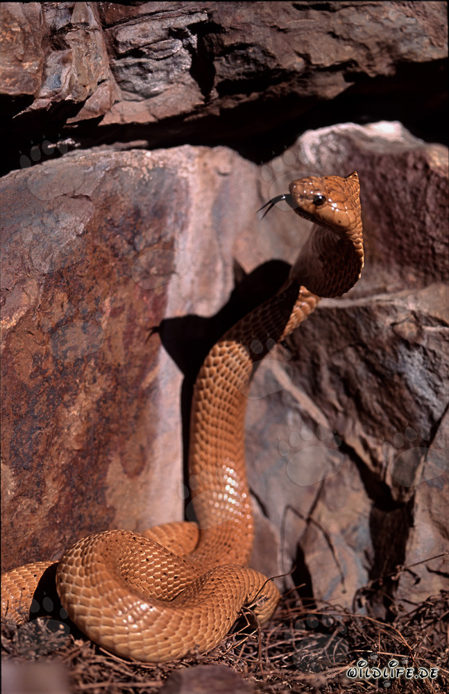 Cobras du Cap fascinantes observant une crevasse dans les montagnes de Gansbaai
