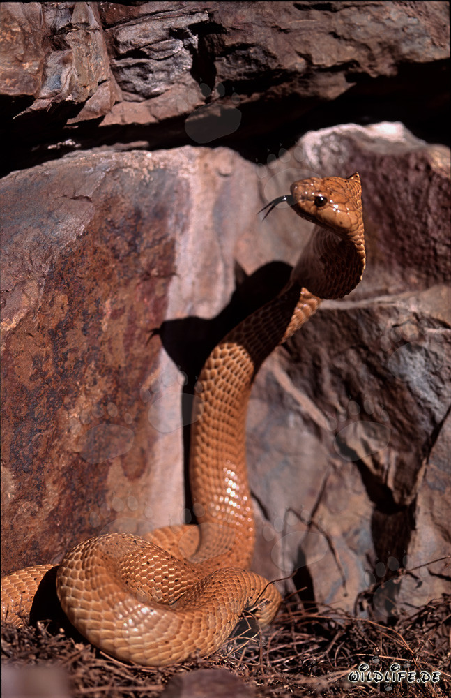 Affascinante cobra del Capo osserva una crepa nelle montagne di Gansbaai