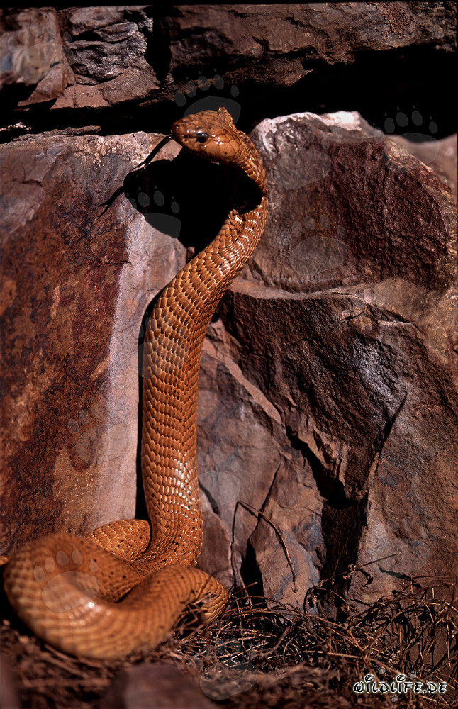 Impressive Cape Cobra posing in front of colorful rock wall