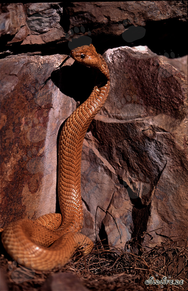 Cape Cobra impressionnante posant devant un mur de roche coloré
